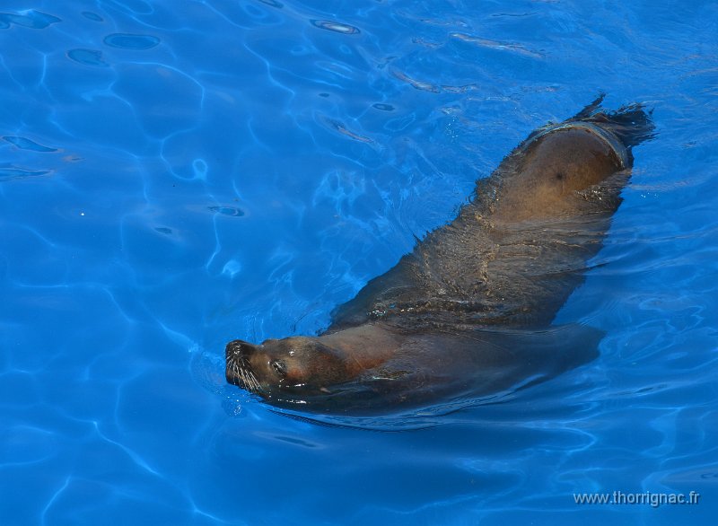 Marineland aout 2014 55.JPG - Marineland - Parc d'attractions aquatiques - Antibes - Août 2014